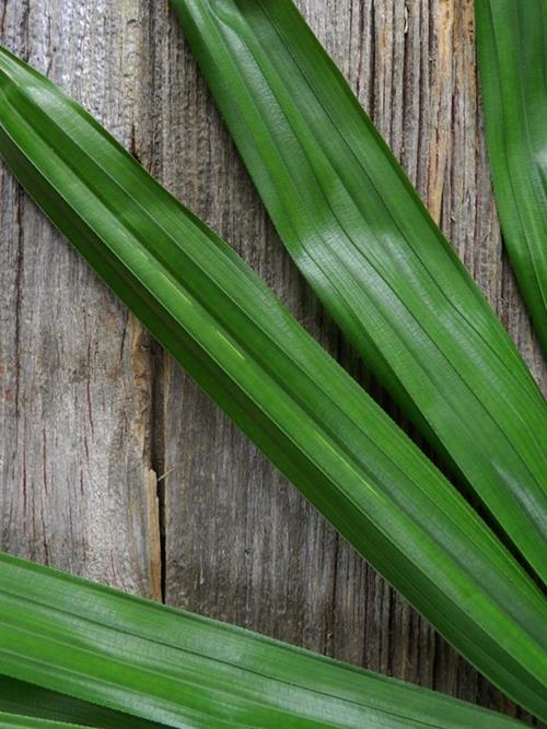 Raphis Palm Tropical Greens